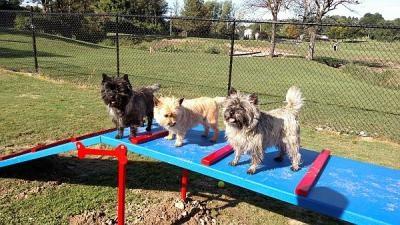 Henrietta Dog Park - dogs at play